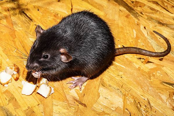 Ratte frisst Nahrungsreste – typischer Rattenbefall im Garten