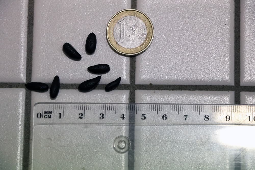 Rattenkot als Indiz für meldepflichtigen Rattenbefall