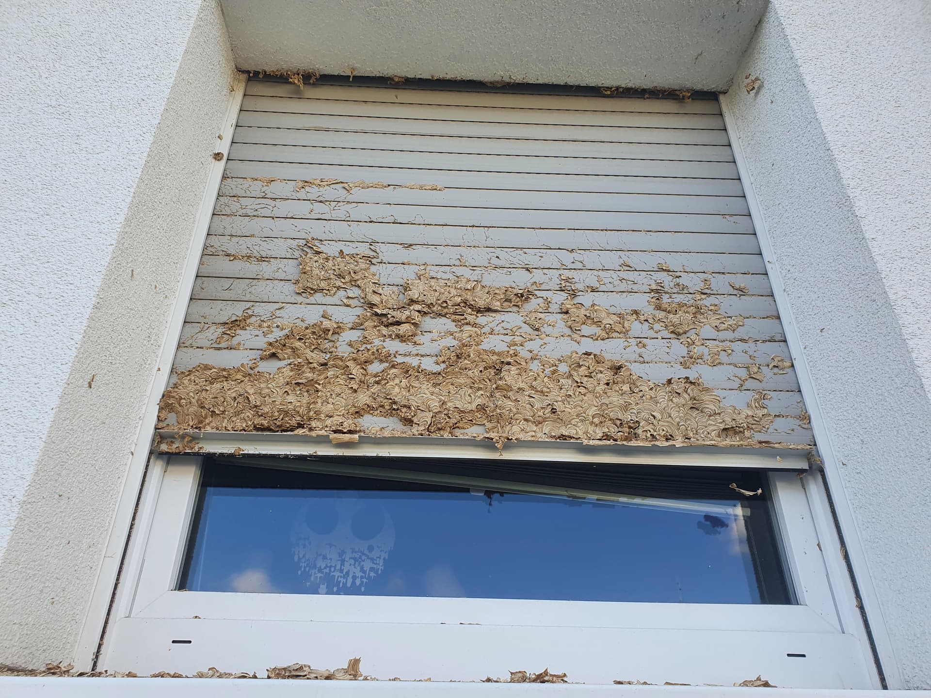 Wespennest im Rollladenkasten – typischer Befallsort an der Hausfassade